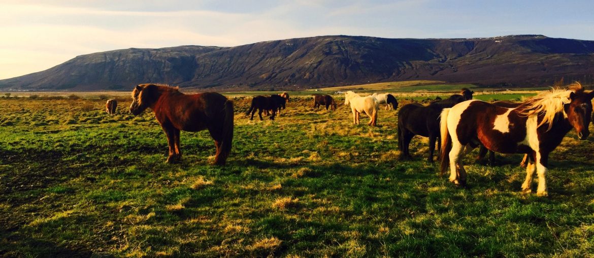 Iceland via Wayfaring With Wagner