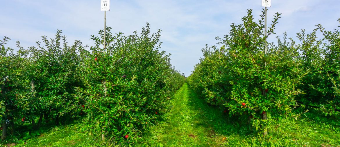 Apple Picking Germany via Wayfaring With Wagner