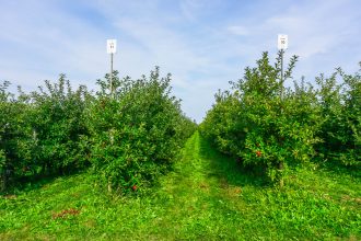 Apple Picking Germany via Wayfaring With Wagner