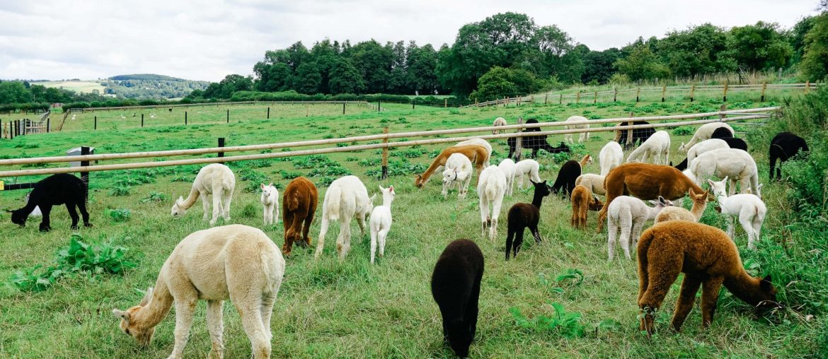 Alpaca Farm in the Cotswolds via Wayfaring With Wagner