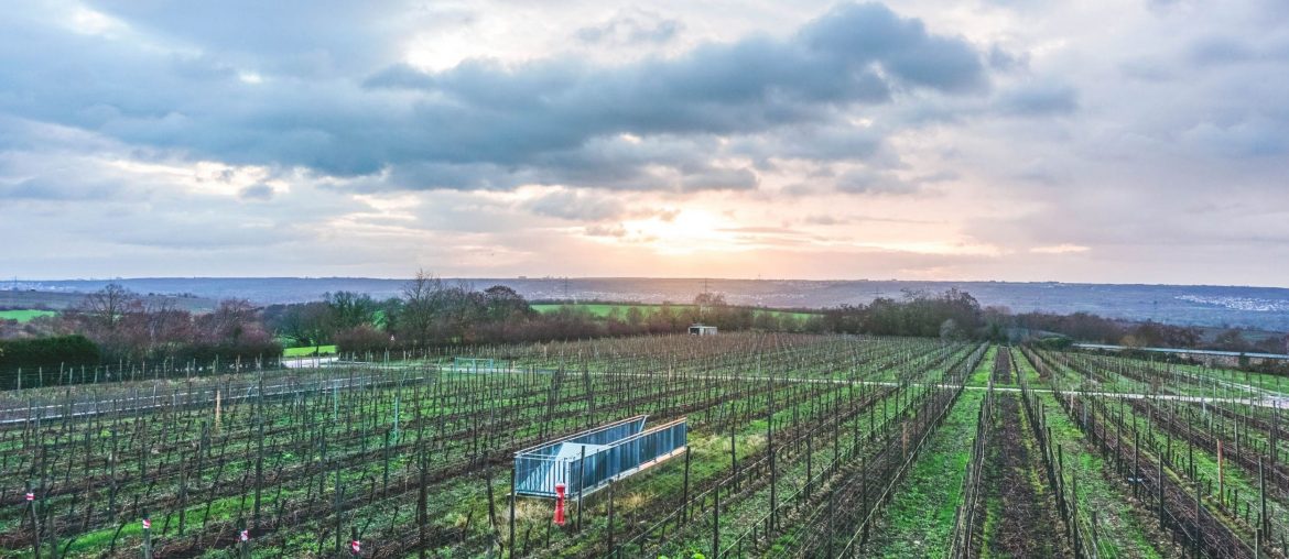Winter Wine Trip from Mainz to Rheingau via Wayfaring With Wagner