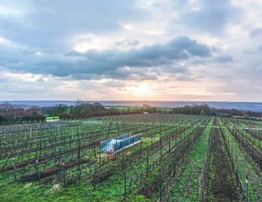 Winter Wine Trip from Mainz to Rheingau via Wayfaring With Wagner
